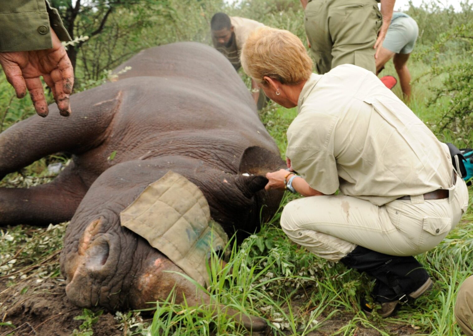 Dr. Michele Miller performs field tests on a safely anesthetized rhino
