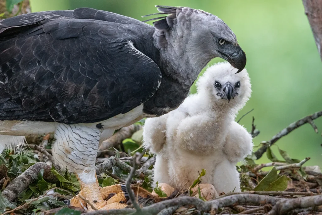 Harpy eagle in their nest 2