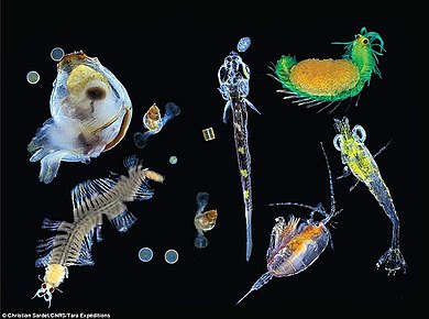 Different plankton in the ecosystems
