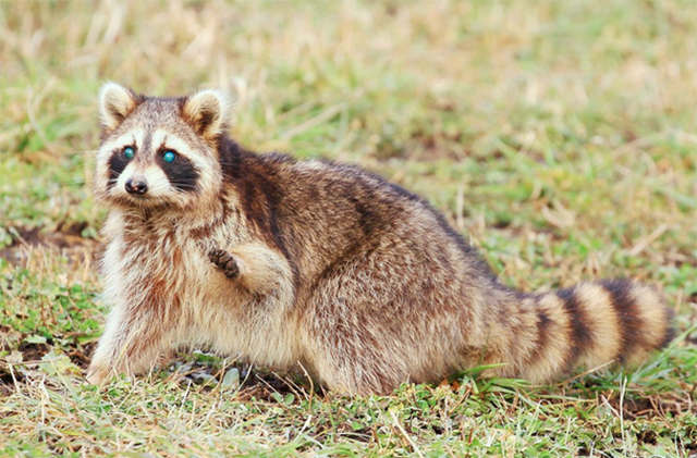 A raccoon infected with canine distemper sits in the grass