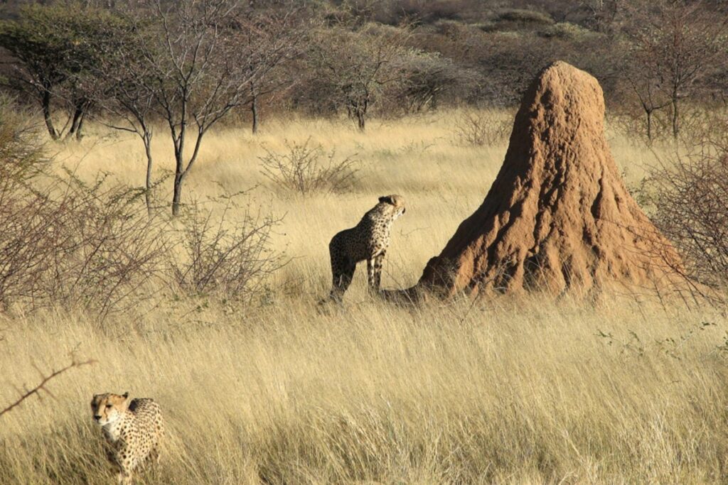 Termite Mound in Namibia