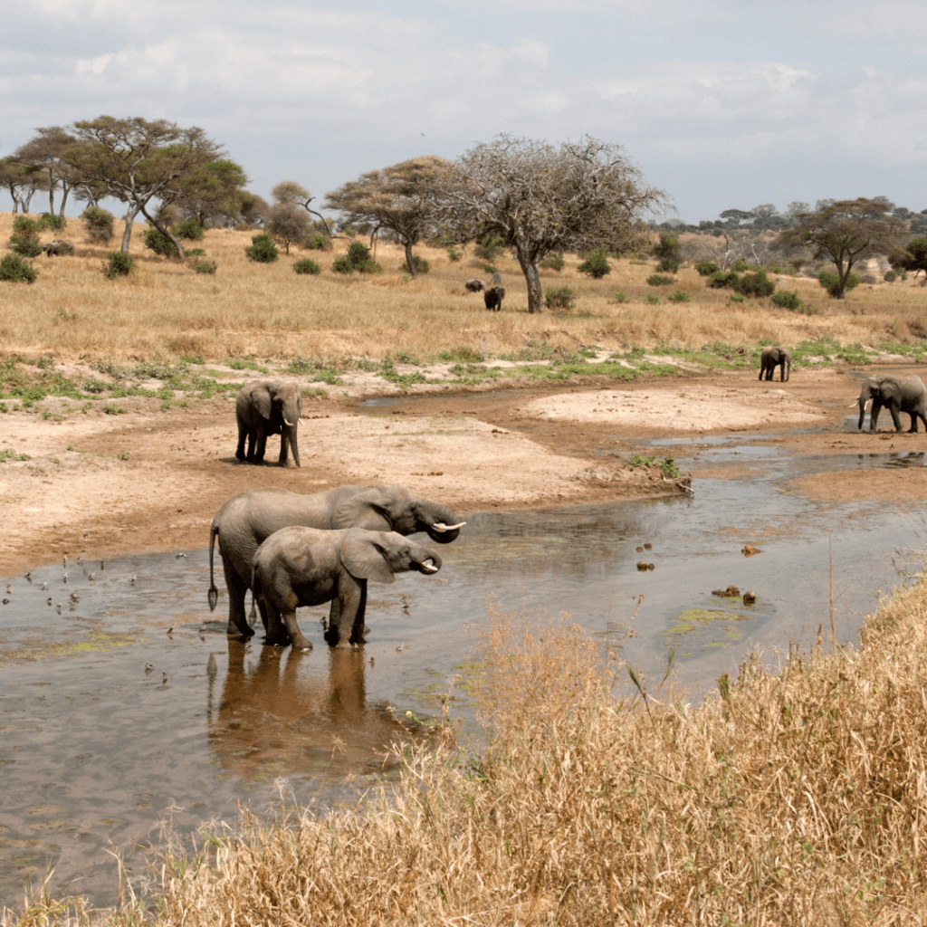 elephants in the wild