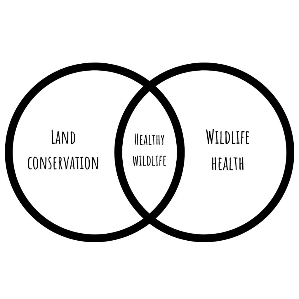 Venn Diagram detailing wildlife conservation: land conservation is on the left, wildlife health is on the right, and in the middle is healthy wildlife