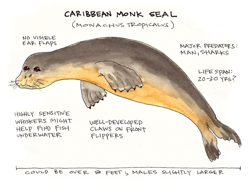 Caribbean monk seal anatomy