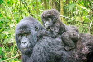 baby mountain gorilla on the back of its mother