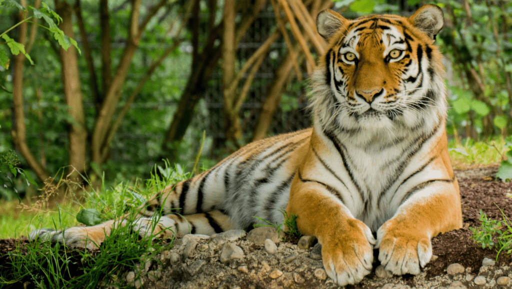 A tiger laying down on the forest floor.