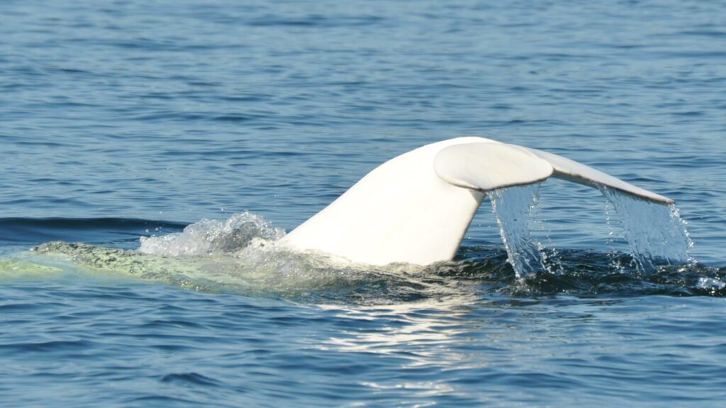 The tail of a beluga whale breaching the surface in the St. Lawrence Estuary. This photo was taken by an individual on the team tasked with investigating toxoplasmosis transmission in the beluga population. 
