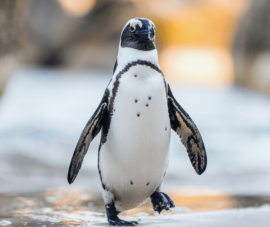 An African penguin waddles along the shore