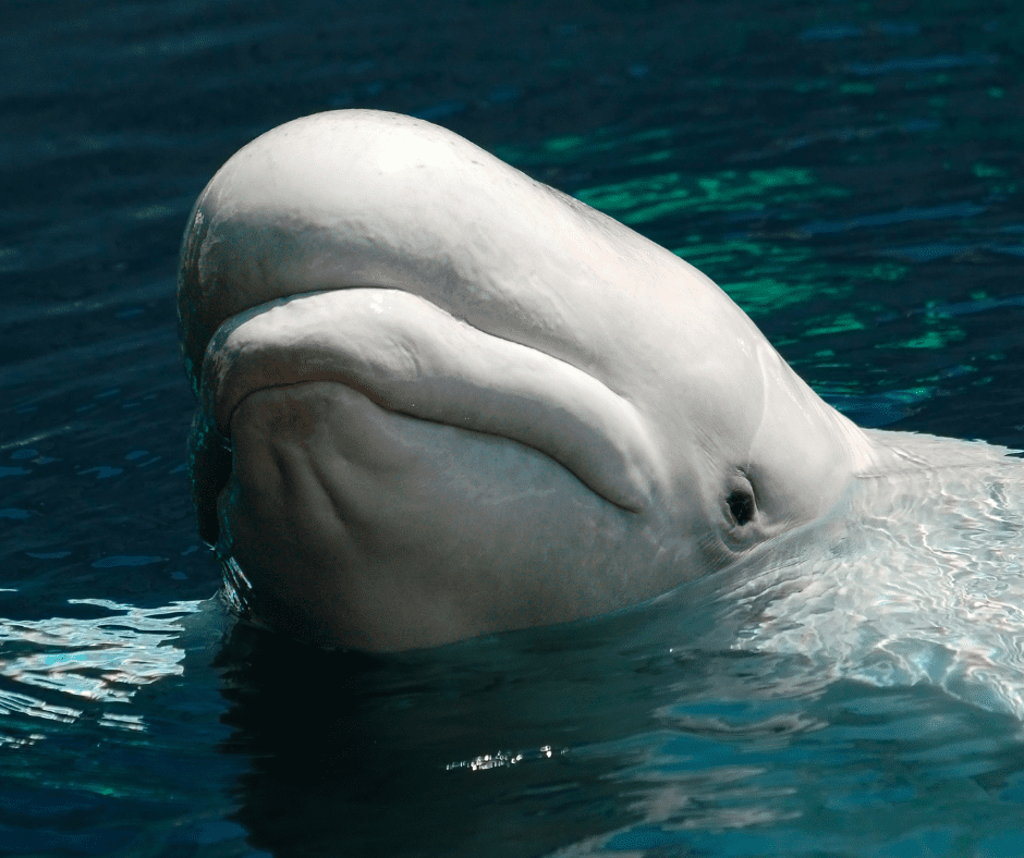 A beluga whales head emerges from the water