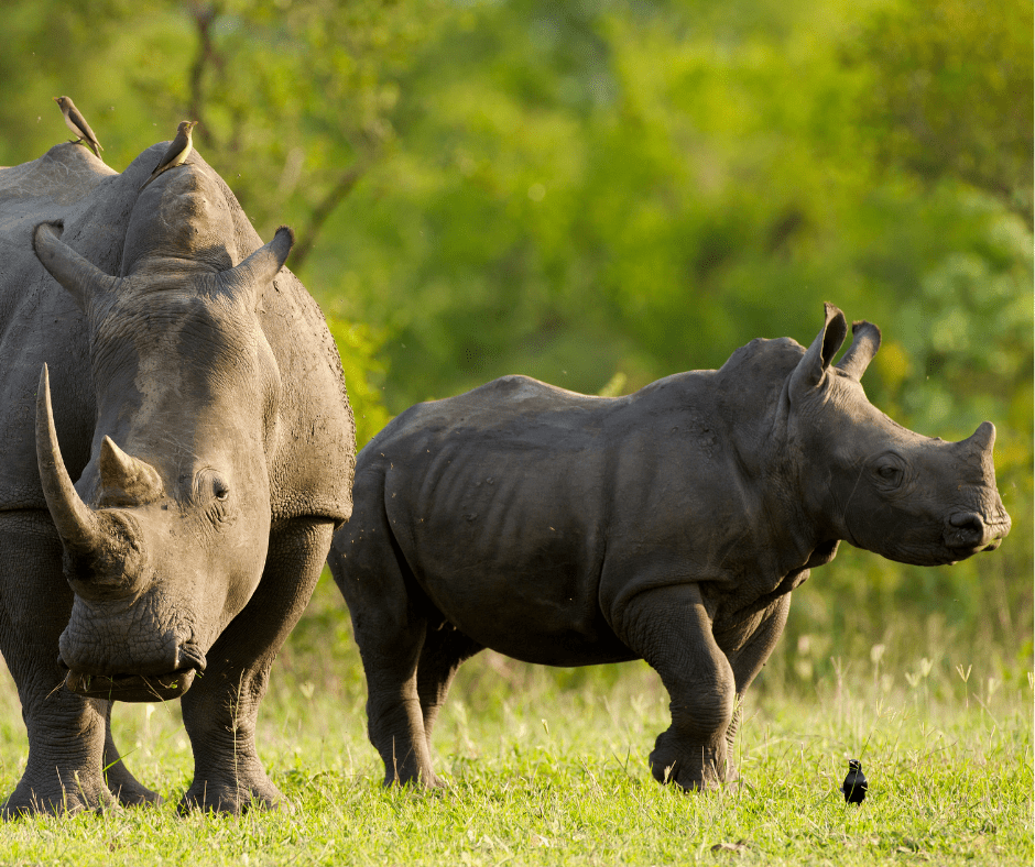A black rhino and her calf look alert in a grassy field
