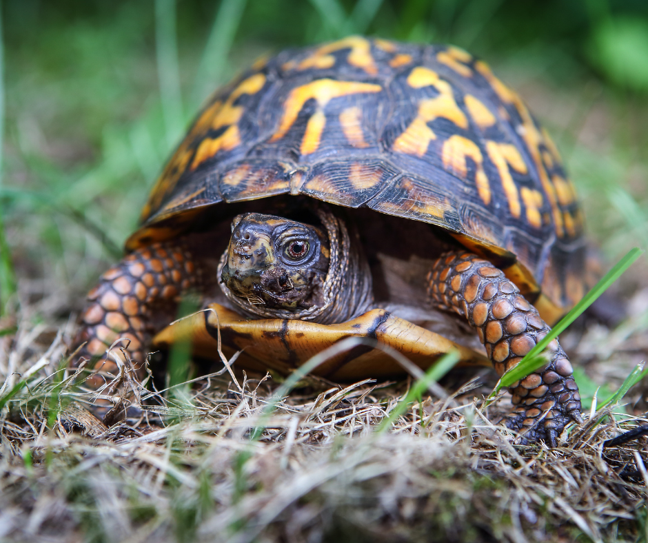A box turtle faces towards the camera