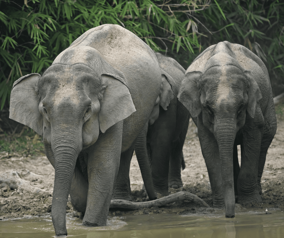 A group of Asian elephants drinks from a watering hole