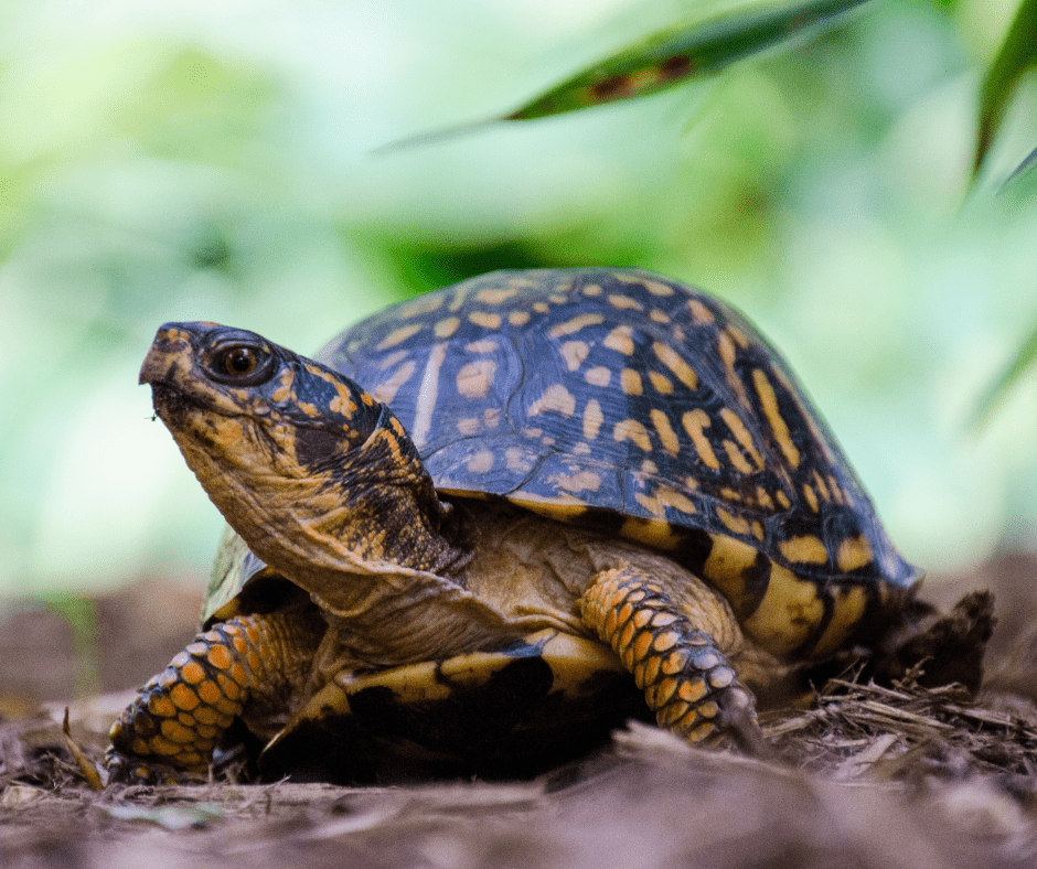 An easter box turtle faces towards the left, eyeing the camera