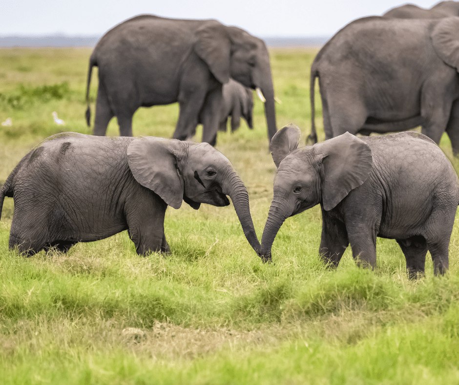 An elephant herd and two calves enjoy some time together