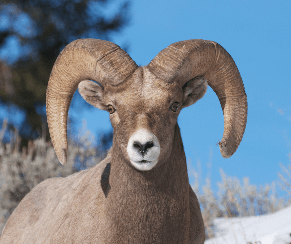 A big horn sheep stares directly into the camera lens