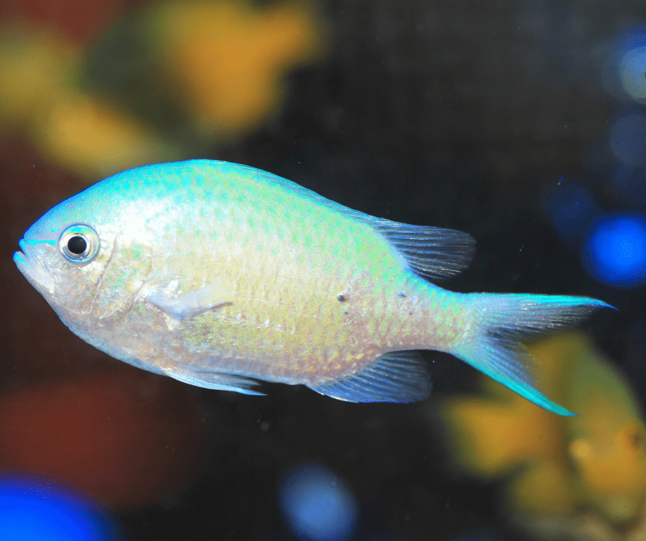 A Chromis fish side profile