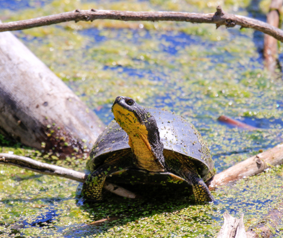 A Blanding's turtle rests on a log
