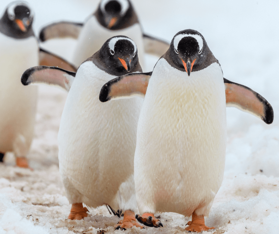 A flock of four gentoo penguins make their way down a path