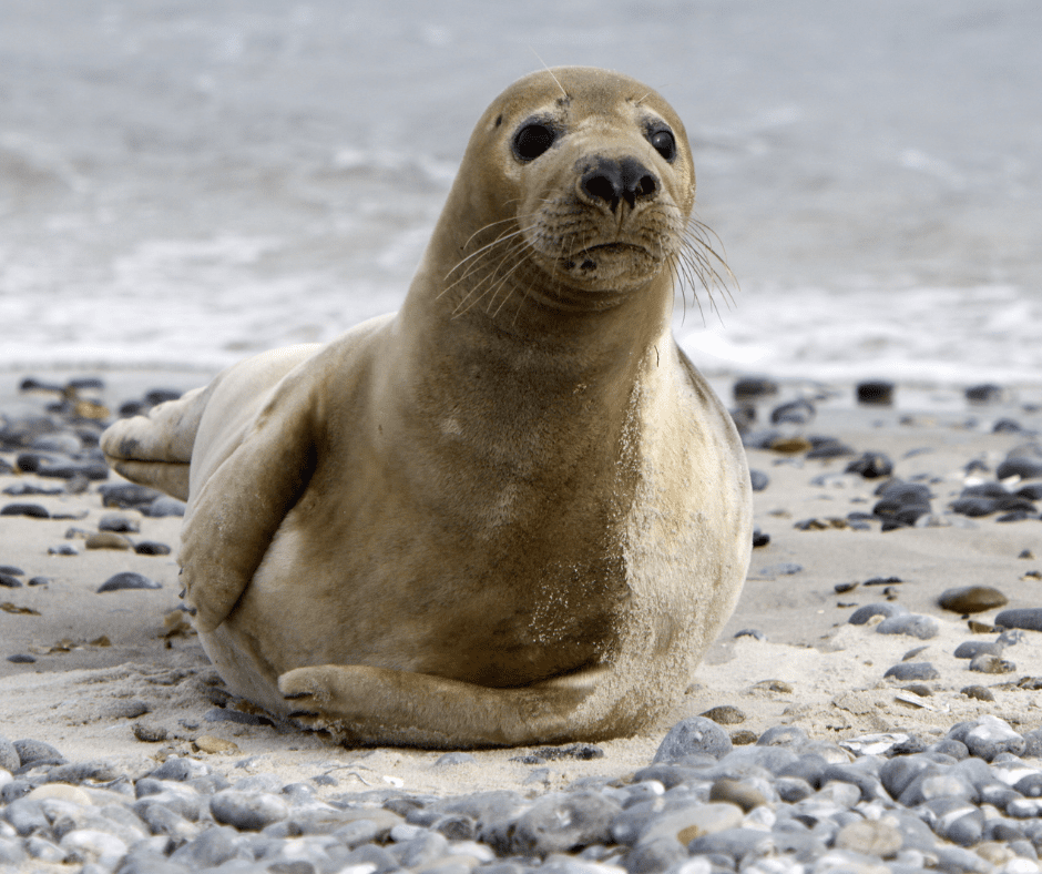 A gray seal lounges on the bank of a rocky shore