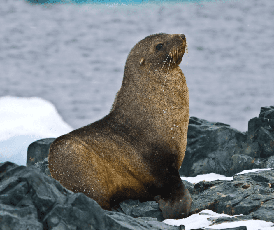 A fur seal sits on a rocky bank