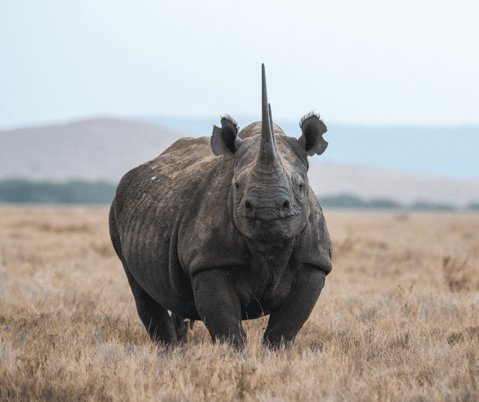A rhino faces the camera in a grassy field.