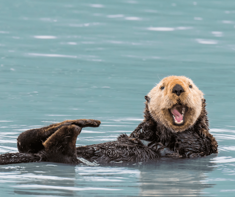A sea otter floats in the water, mouth wide open