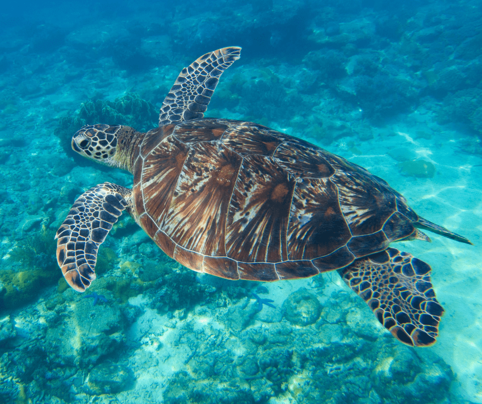 A sea turtle swims underwater