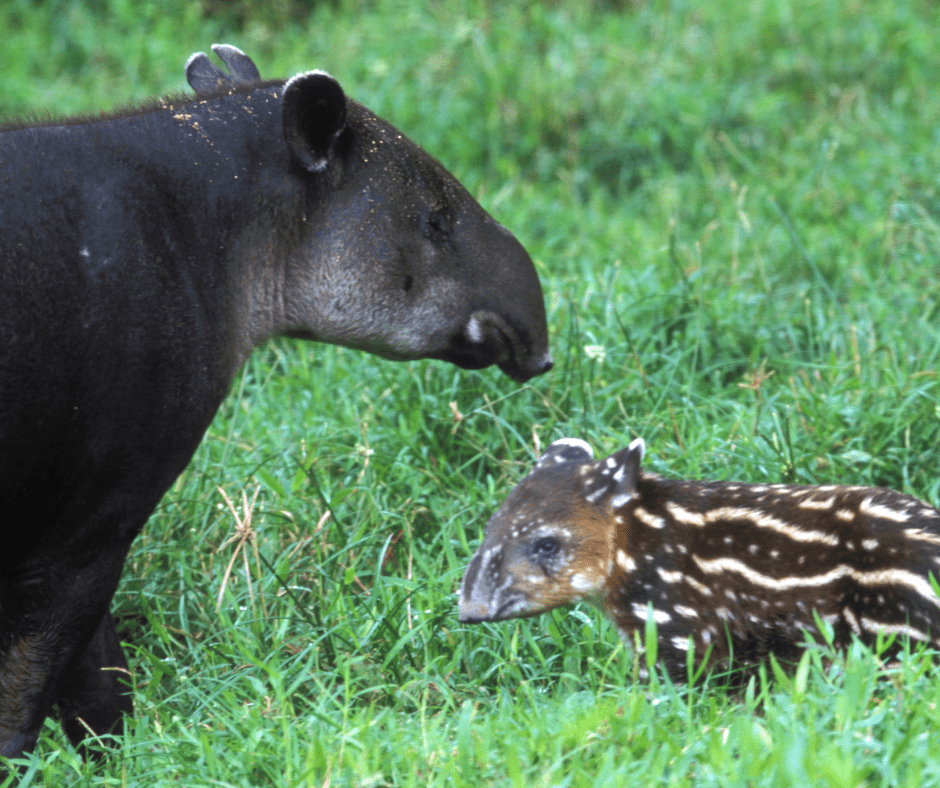 A tapir and her calf stand in a grassy field
