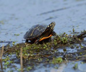 A turtle sits on a partially submerged log in a wetland.