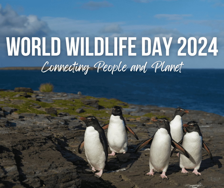 A group of rockhopper penguins on a rocky shore. Above the text reads, "World Wildlife Day 2024; Connecting People and Planet."