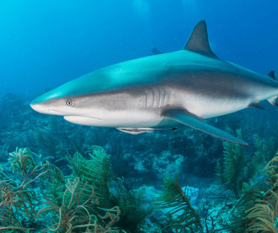 A shark swimming in the ocean