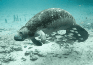 manatee and a school of fish swimming
