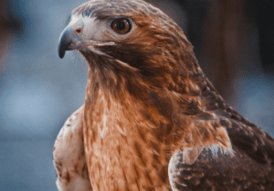 a red-tailed hawk