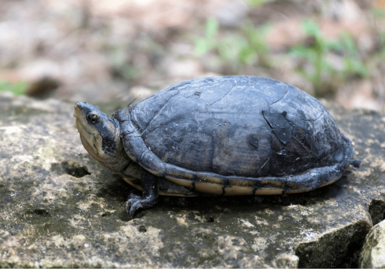 mud turtle - Wild Animal Health Fund