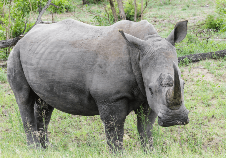 white rhino - Wild Animal Health Fund