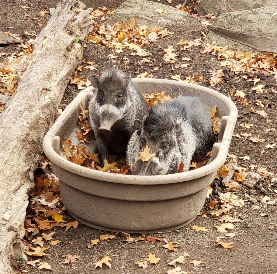 20211111_Warty Pigs_ Alfie Darla_James Lindstrom 20211111_Warty Pigs_ Alfie Darla_James Lindstrom