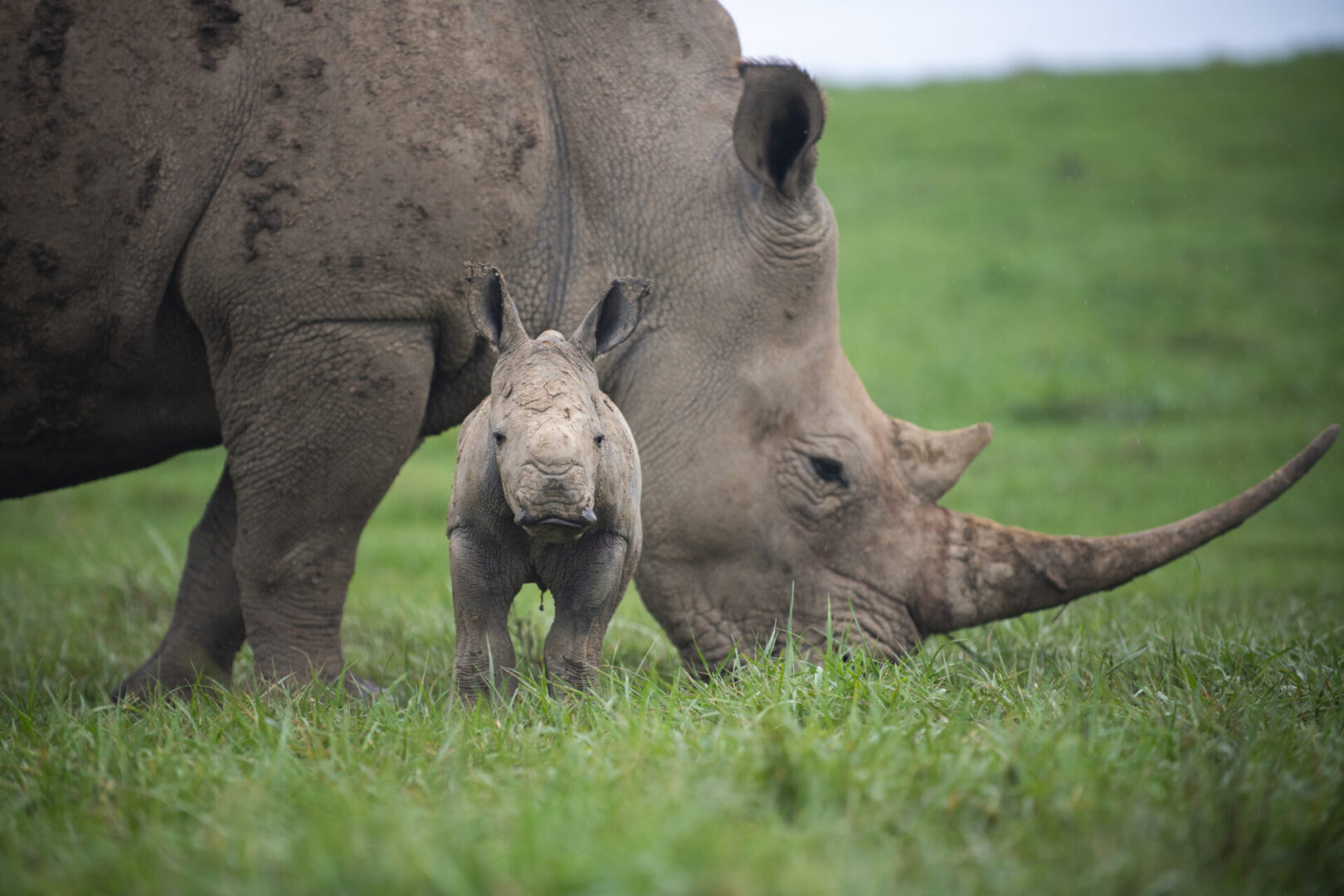 Southern White Rhino Calf Southern White Rhino Calf
