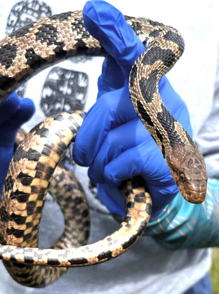 WELsnake WELsnake