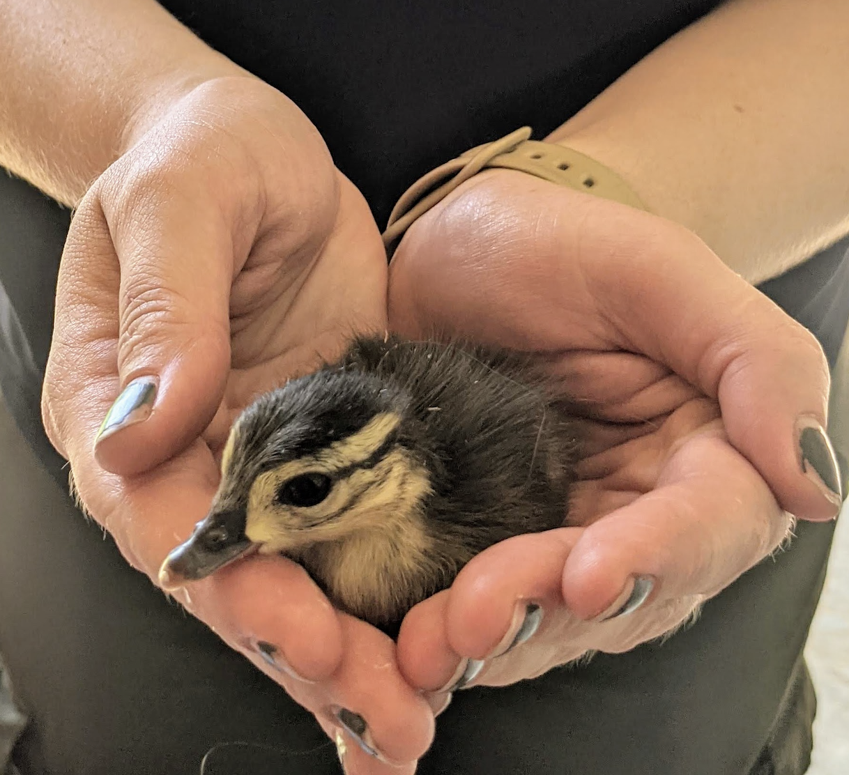 duckling2025 Duckling, Jacquelyn Grace