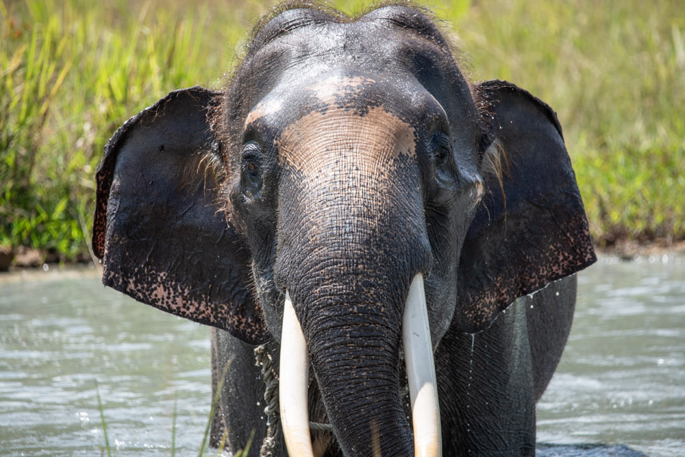 Elephant Elephant, Oregon Zoo