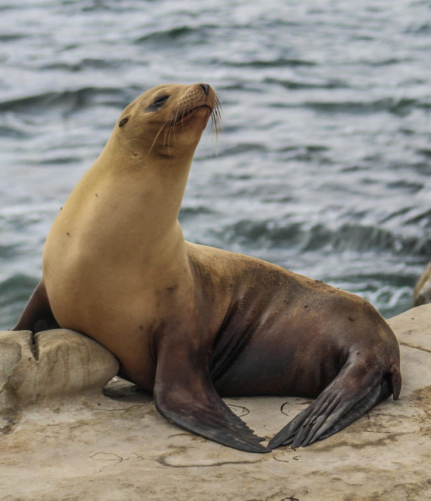 sealion2025 sealion2025