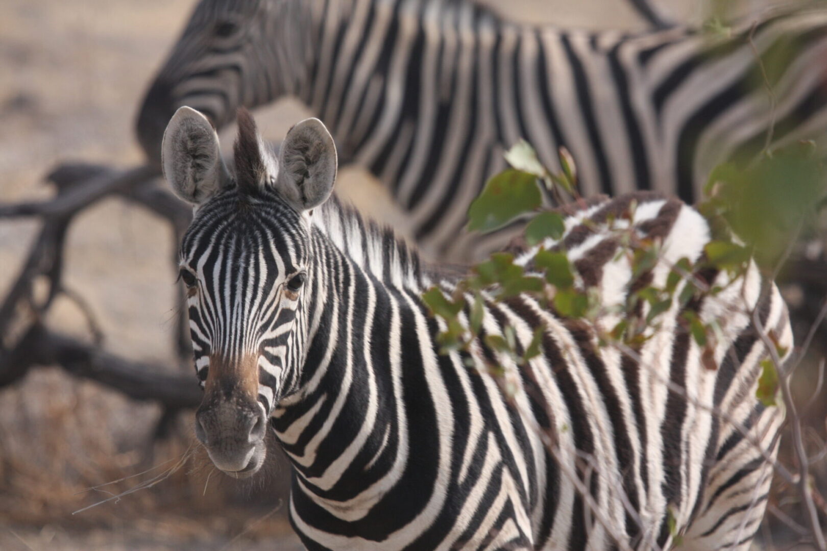 zebramilnes Zebra, Ellie Milnes