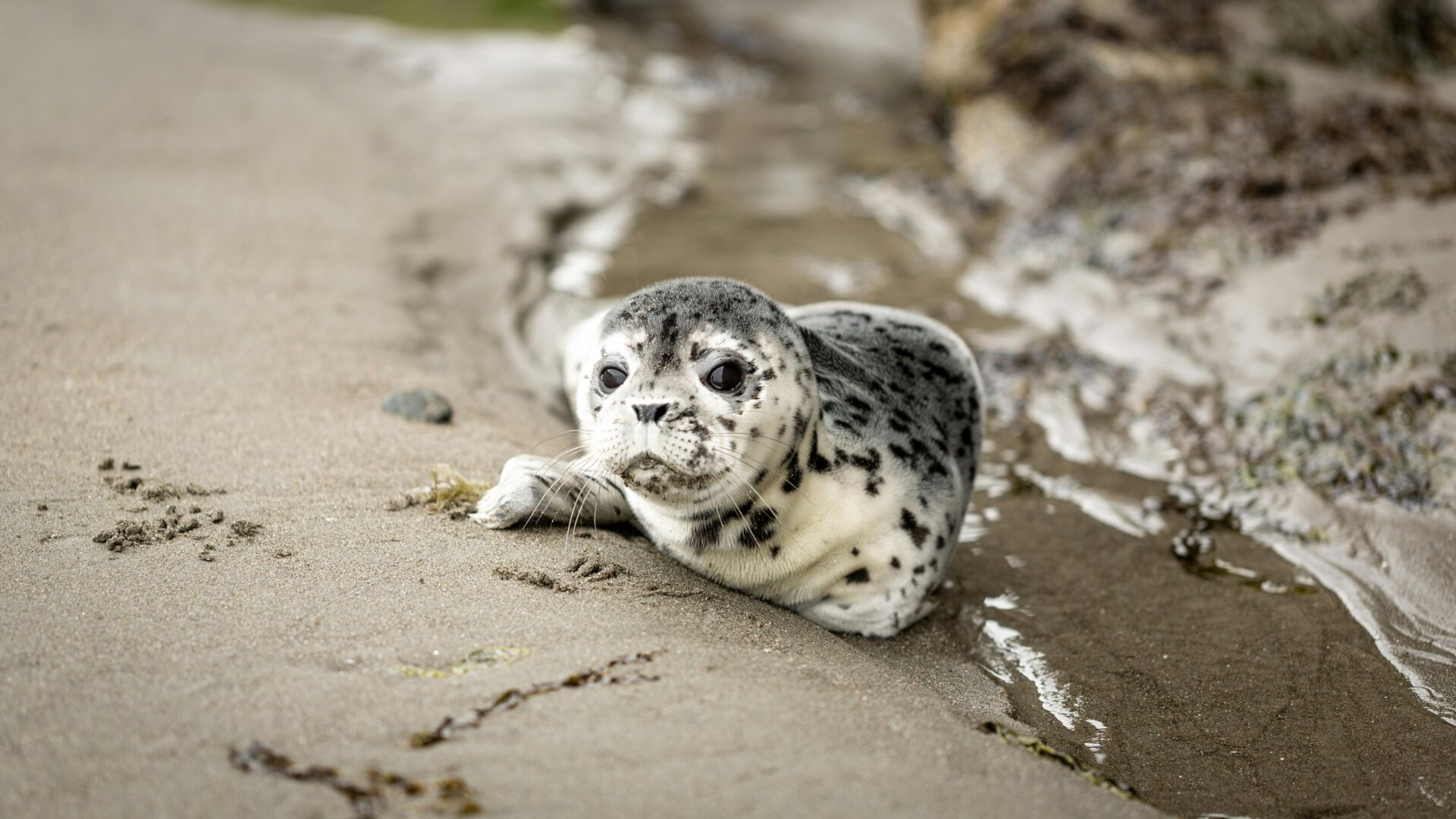 seal