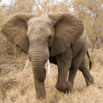 Resized elephant project