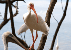 A white ibis perches on a tree overlooking a waterway.