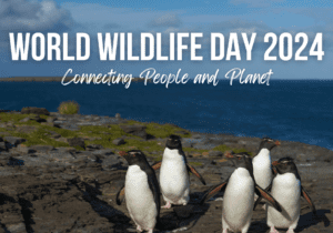A group of rockhopper penguins on a rocky shore. Above the text reads, "World Wildlife Day 2024; Connecting People and Planet."