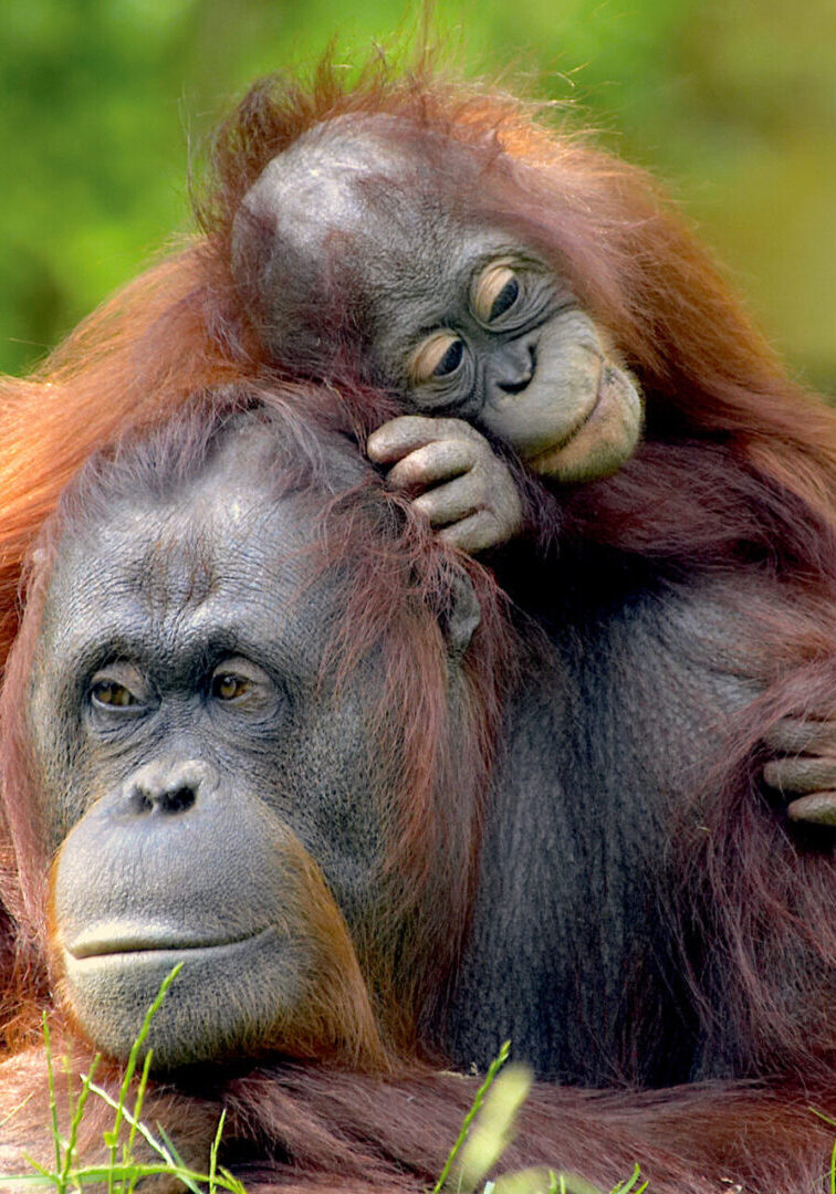 orangutan-family smaller