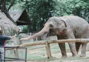 Elephants are just of the animals zoos help. This elephant is in a zoo reaching out towards their keeper.