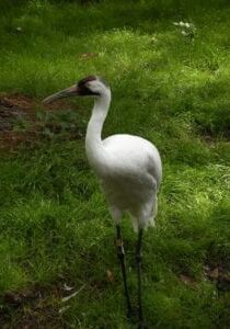 whooping-crane-1392973_1920